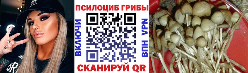 Галлюциногенные грибы Psilocybine cubensis  Чернушка 